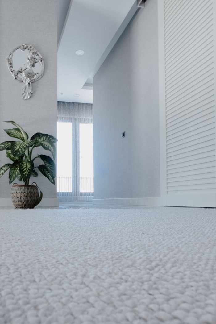 Cozy minimalist hallway with a green houseplant and bright natural lighting.